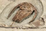 Rare, Apatokephalus Trilobite With Cephalopod & Brachiopods #209661-5
